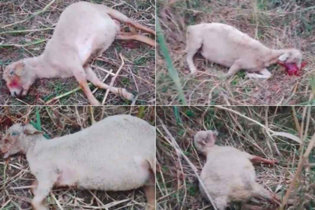 चारागाह में छिपी थी ‘मौत’, घास चरते ही तड़प-तड़प कर मर गईं 31 भेड़ें, देखते रह गए गड़रिये 31 sheep died
