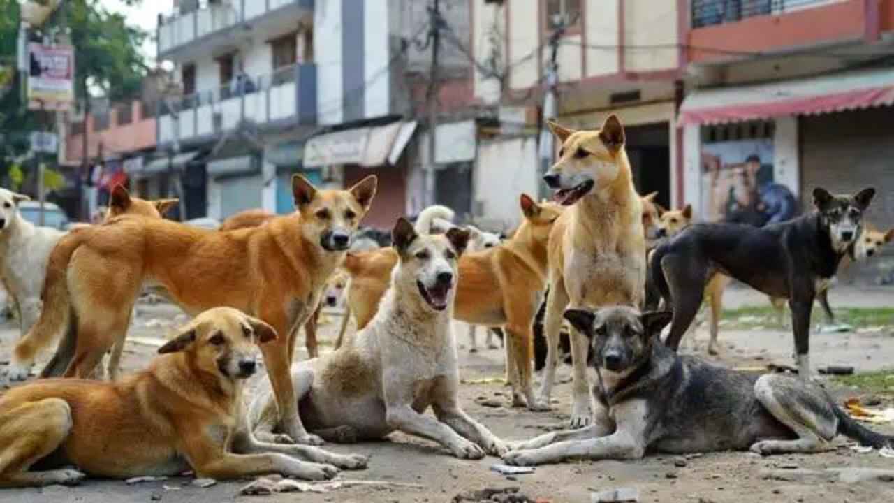 इंसानियत शर्मसार! 100 बेजुबान कुत्तों को जहरीला इंजेक्शन देकर मारा, नदी किनारे मिला कुत्तों का कब्रिस्तान Dogs Killed in Telangana