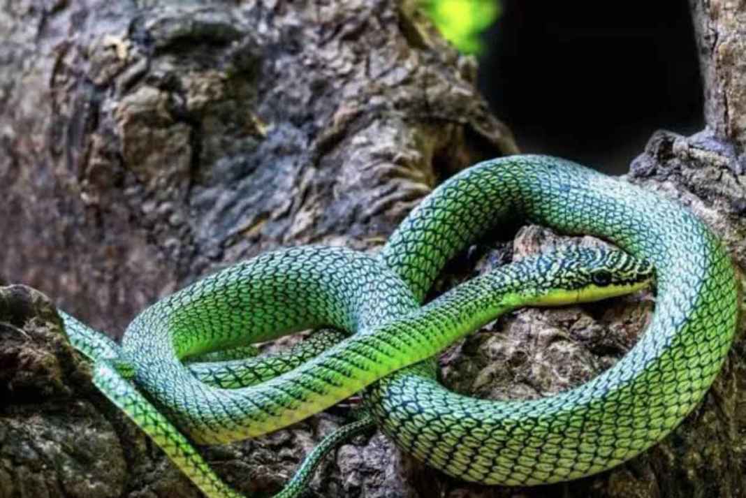 कंबोडिया की खौफनाक गुफाओं में मिला हवा में उड़ने वाला सांप, हैरान करने वाला नजारा देख वैज्ञानिकों के उड़े होश Flying Snakes Found