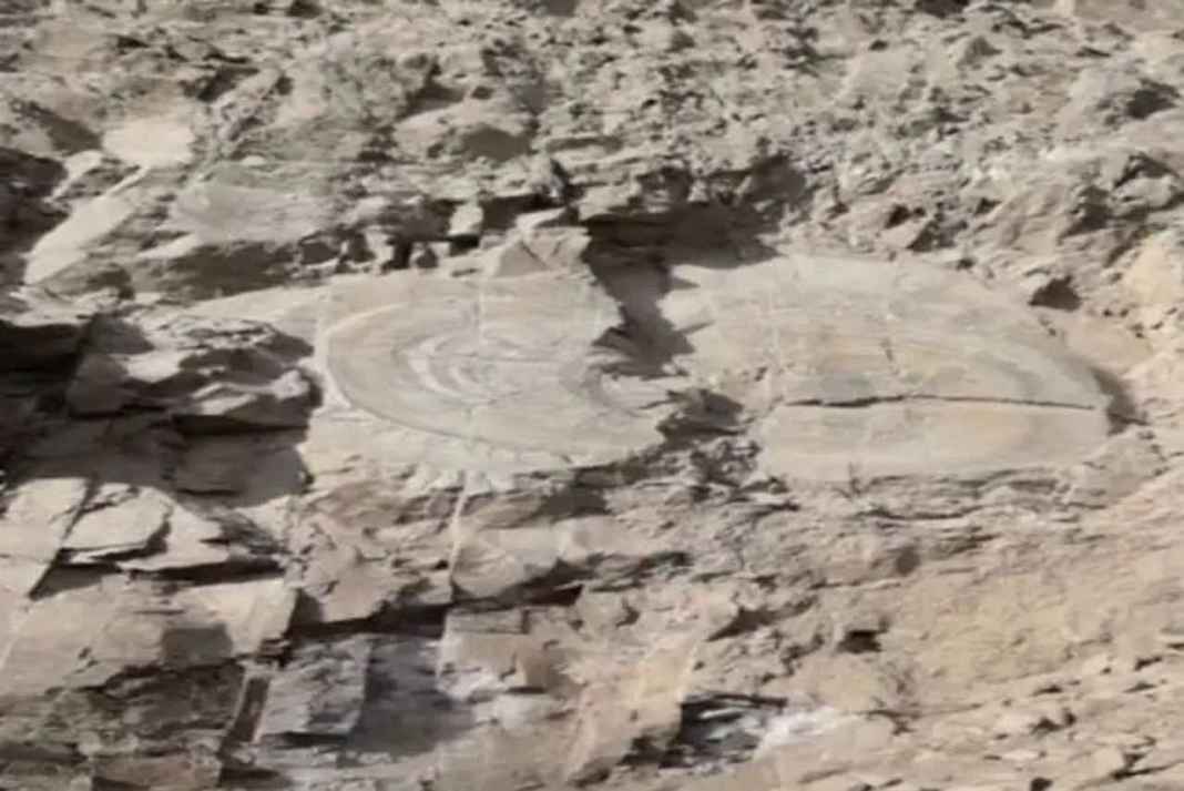 शिमला की पहाड़ियों में मिला 25 करोड़ साल पुराना ‘रहस्यमयी पत्थर’, डायनासोर के जमाने का यह सच उड़ा देगा आपके होश Petrified Wood