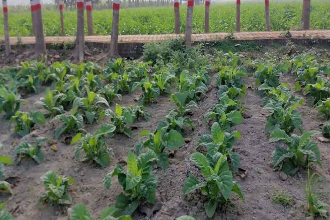 किसानों के लिए कमाल की ट्रिक: महज 3 बीघा जमीन में उगाएं ये तीन फसलें, साल भर होती रहेगी तगड़ी कमाई, जानें पूरा गणित Bhopal Madhya Pradesh