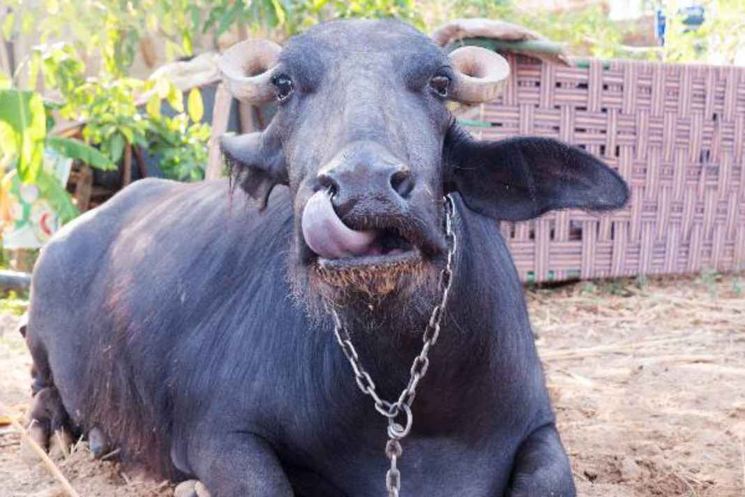 Himachal Buffalo Theft: हिमाचल से चोरी भैंस सहारनपुर में बरामद, मंडी में भी अंतरराज्यीय गिरोह का पर्दाफाश! Buffalo