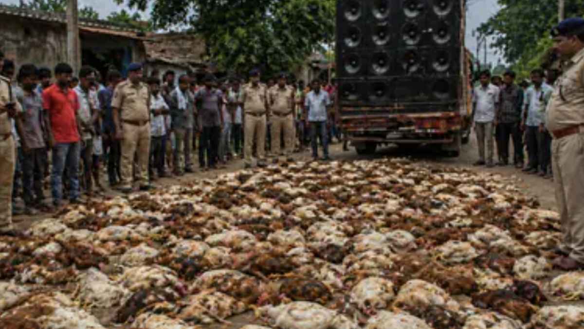 बारात के डीजे की खौफनाक आवाज! 140 मुर्गियों की हुई दर्दनाक मौत, फार्म मालिक ने दर्ज कराई FIR DJ music kills chickens