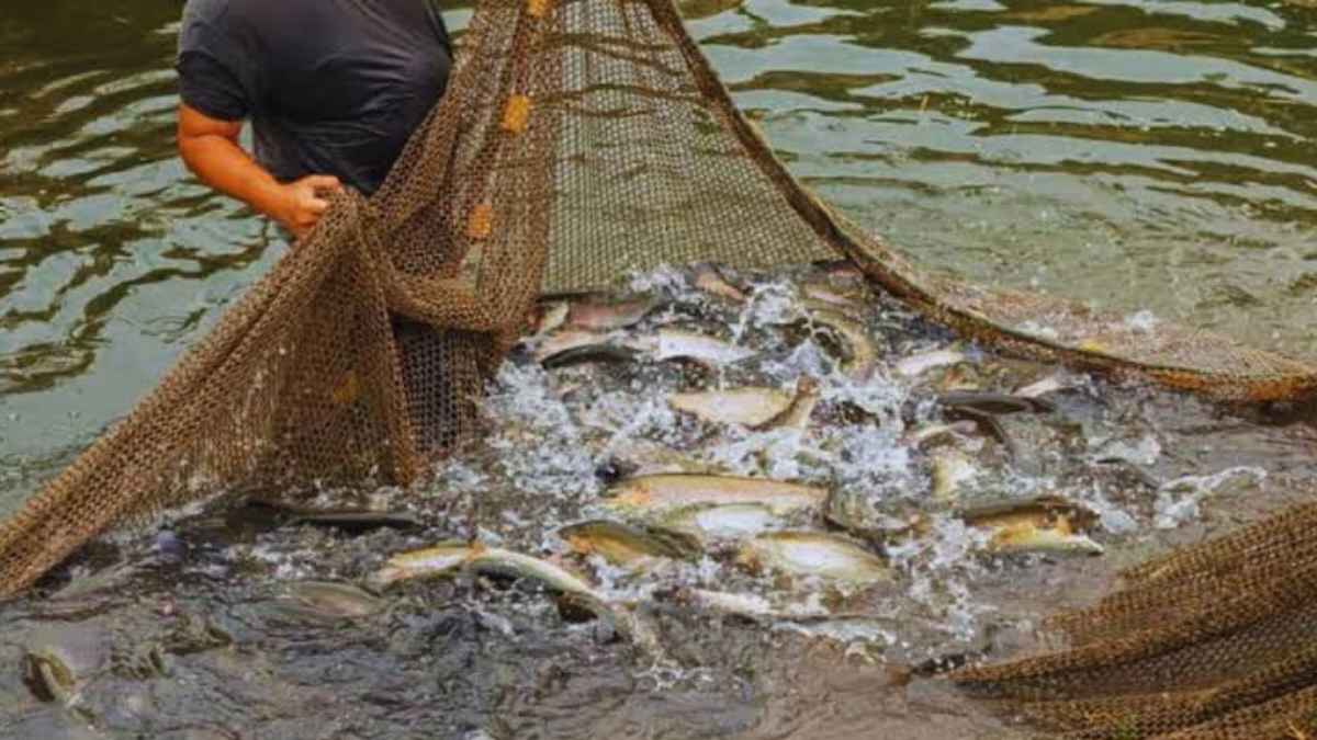 हिमाचल के जलाशयों में हुआ चमत्कार: 3 साल में रिकॉर्ड तोड़ मछली उत्पादन, 6000 मछुआरों की चमकी किस्मत Fish production in Himachal