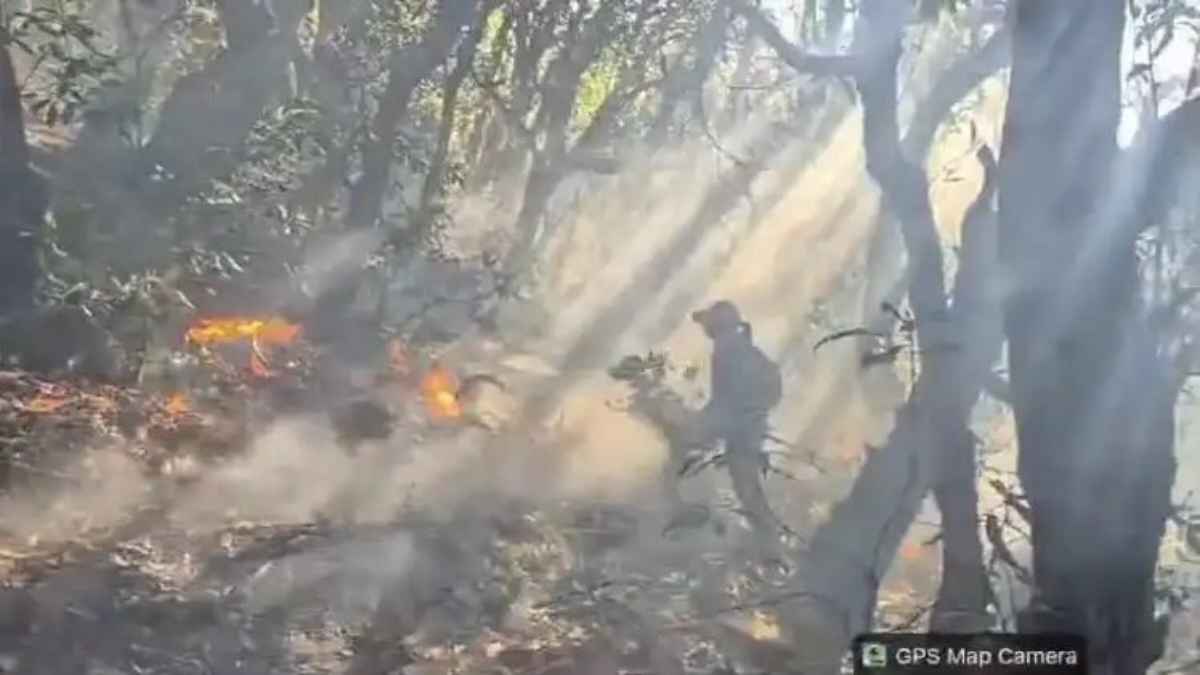 Forest fire