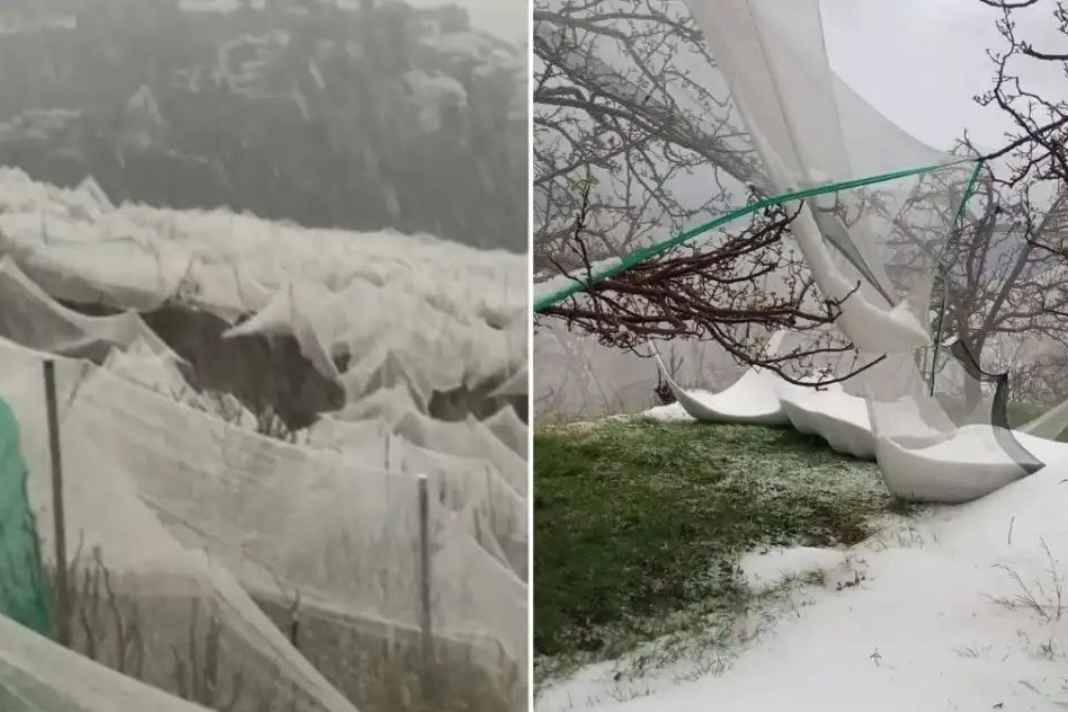 हिमाचल में कुदरत का कहर: सेब के बगीचों में बिछी सफेद मौत की चादर, बागवानों की बरसों की मेहनत मिट्टी में मिली! Heavy damage in Himachal