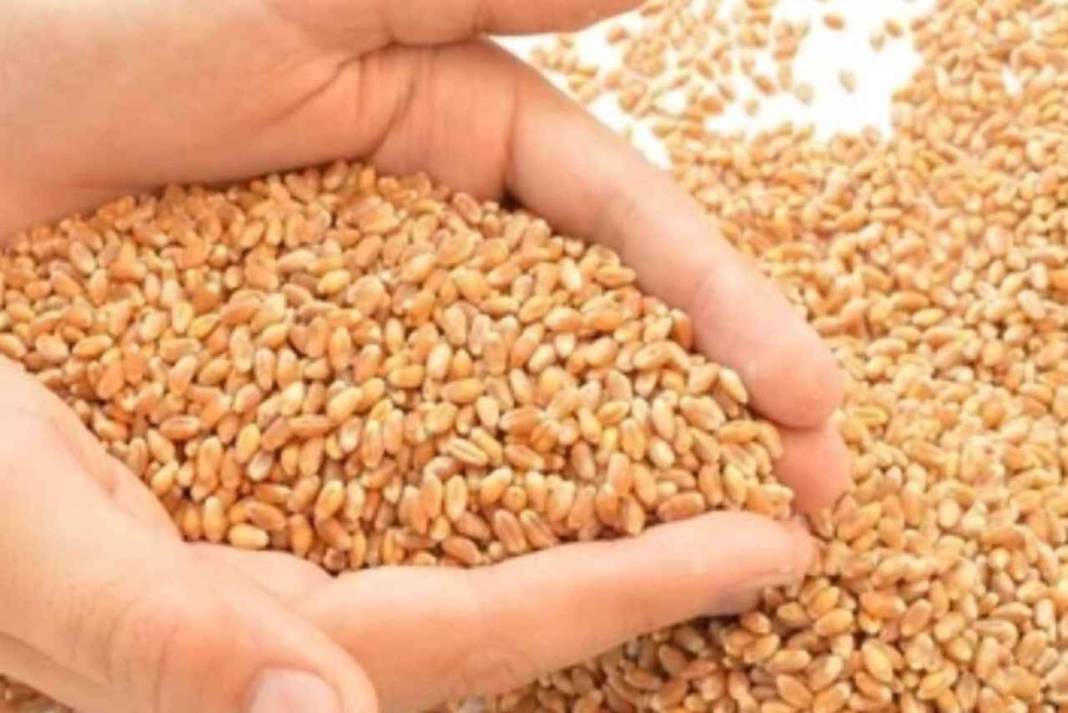 बंपर रबी सीजन 2026-27: गेहूं बेचते ही 48 घंटे में किसान के खाते में पैसा, बिचौलिये बेकार! Himachal Pradesh