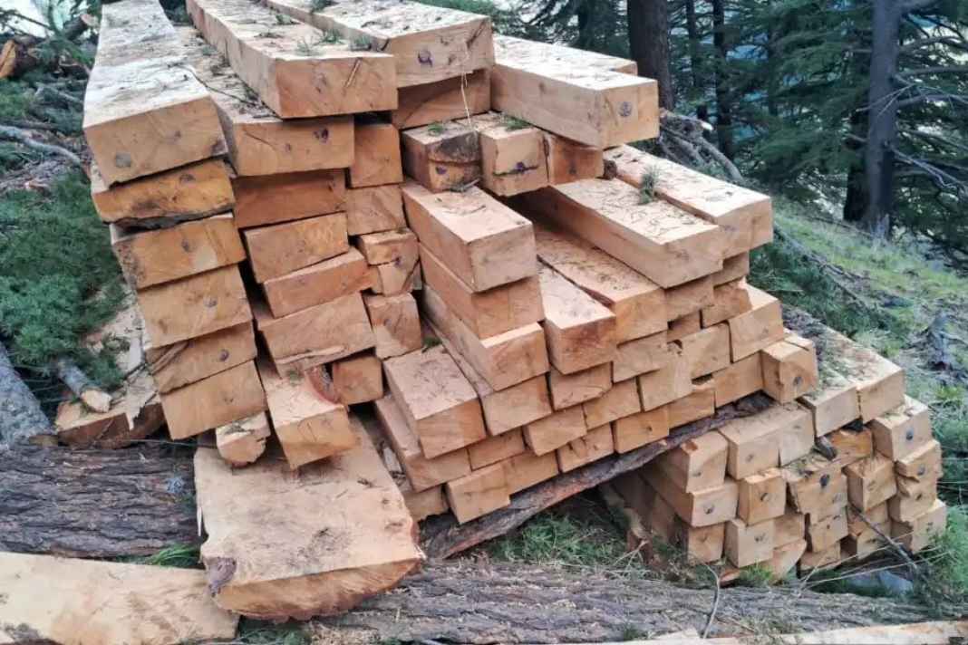 Pangi Valley Tree Felling: क्या सो रहा है वन विभाग? पांगी घाटी में मशीनों से काट डाले हरे देवदार, लकड़ी माफिया का तांडव Illegal felling in Pangi