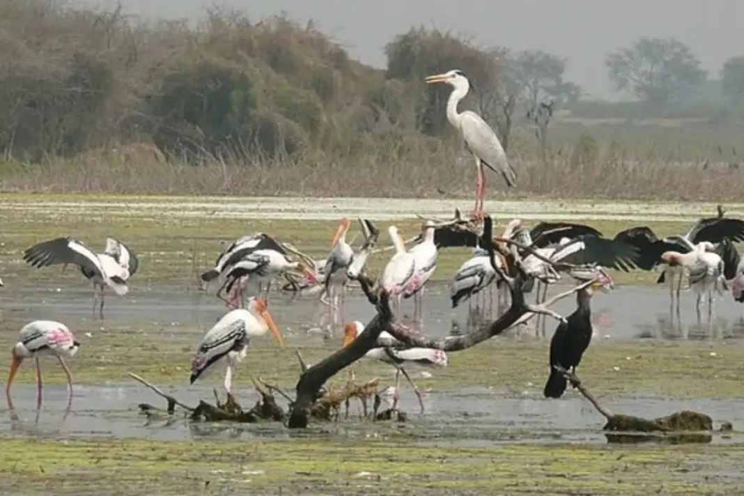 Nandhaur Wildlife Sanctuary 