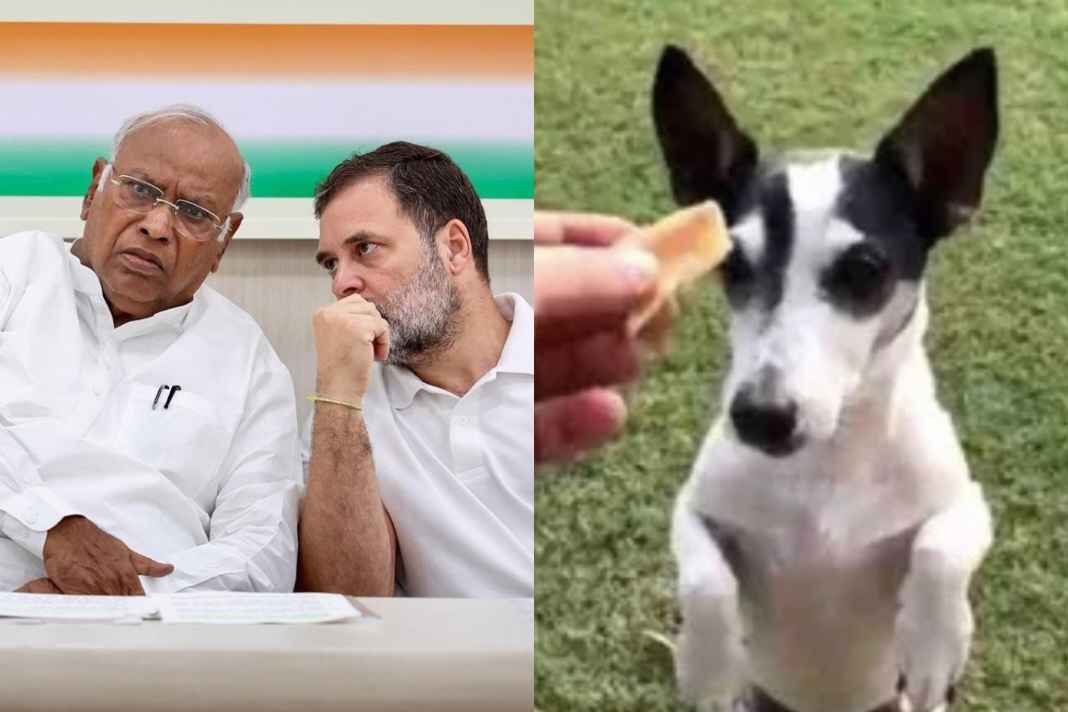 Rahul Gandhis dog