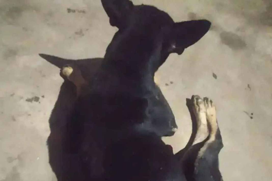 इंसानियत को शर्मसार करने वाला वीडियो वायरल, बेजुबान कुत्ते के साथ शख्स की हैवानियत देख दहल जाएगा दिल Rape of Dog