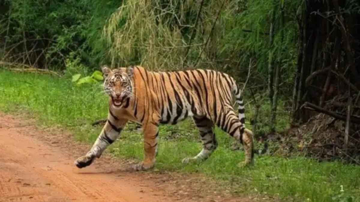 हल्द्वानी में खौफ का साया: शादी से लौट रहे युवक को बाघ ने उतारा मौत के घाट, इलाके में भारी आक्रोश TigerAttack