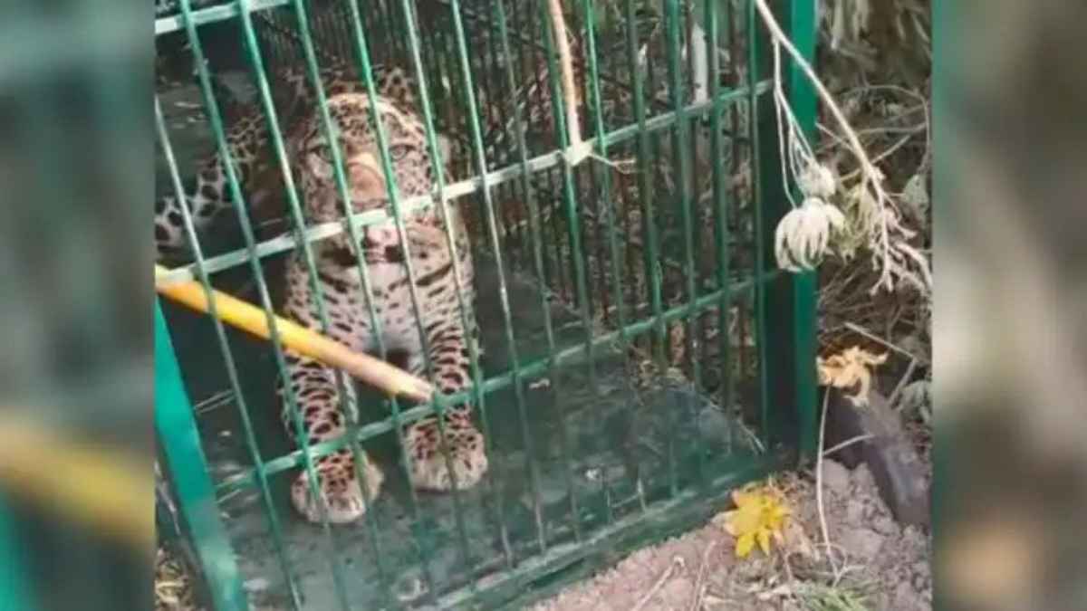 WildlifeRescue