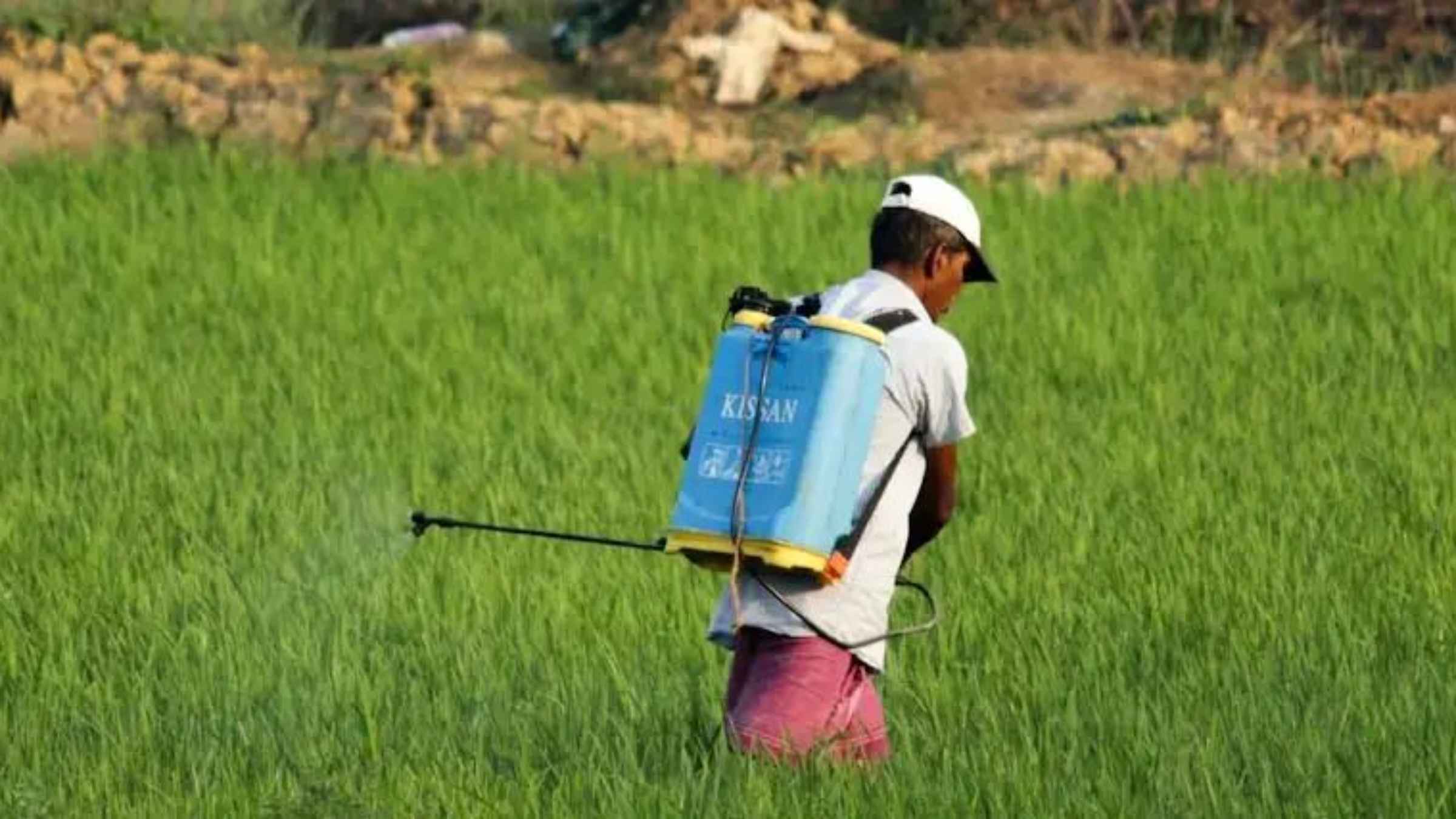 किसानों के लिए बड़ा दांव: नकली कीटनाशकों का सफाया करेगा नया विधेयक 2025, पकड़े जाने पर होगी सख्त सजा! pesticide management bill 2025