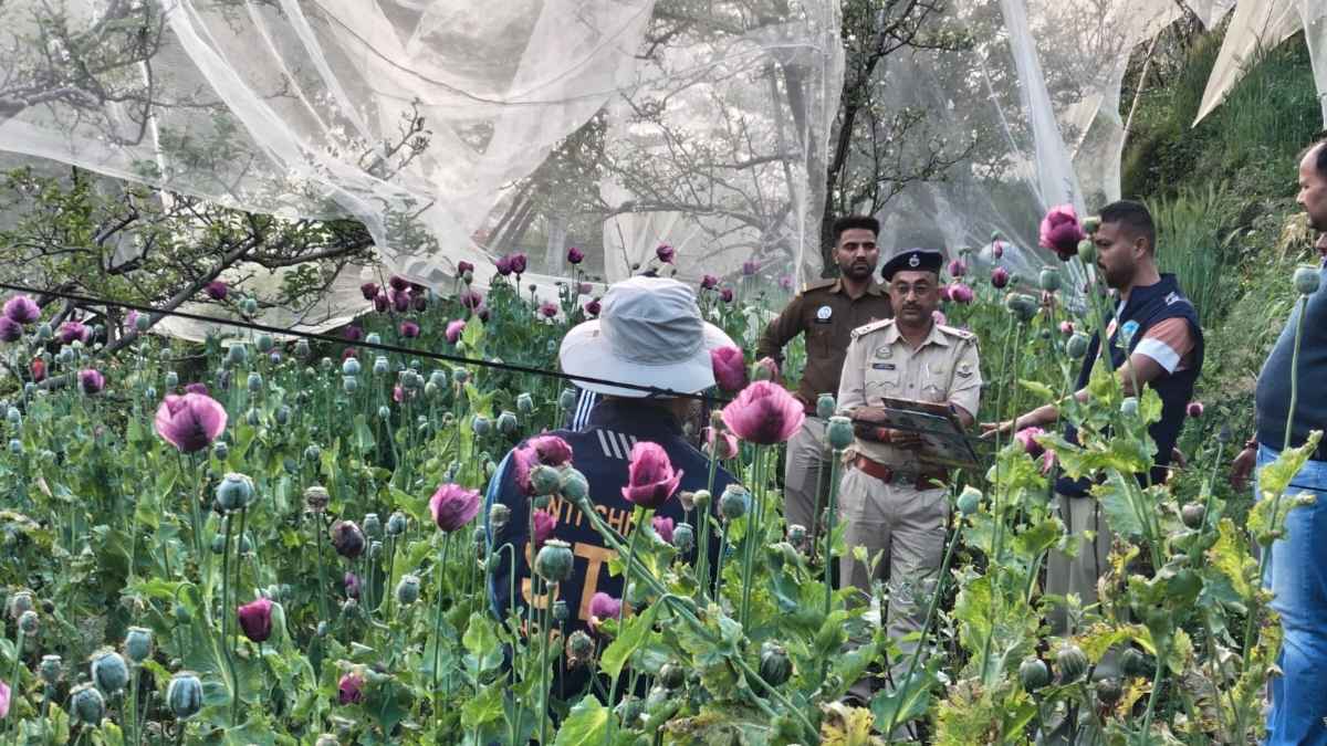 कुल्लू की पहाड़ियों में मिला नशे का ‘जहरीला साम्राज्य’: STF ने उखाड़े अफीम के हजारों पौधे, तस्करों में मचा हड़कंप poppy cultivation