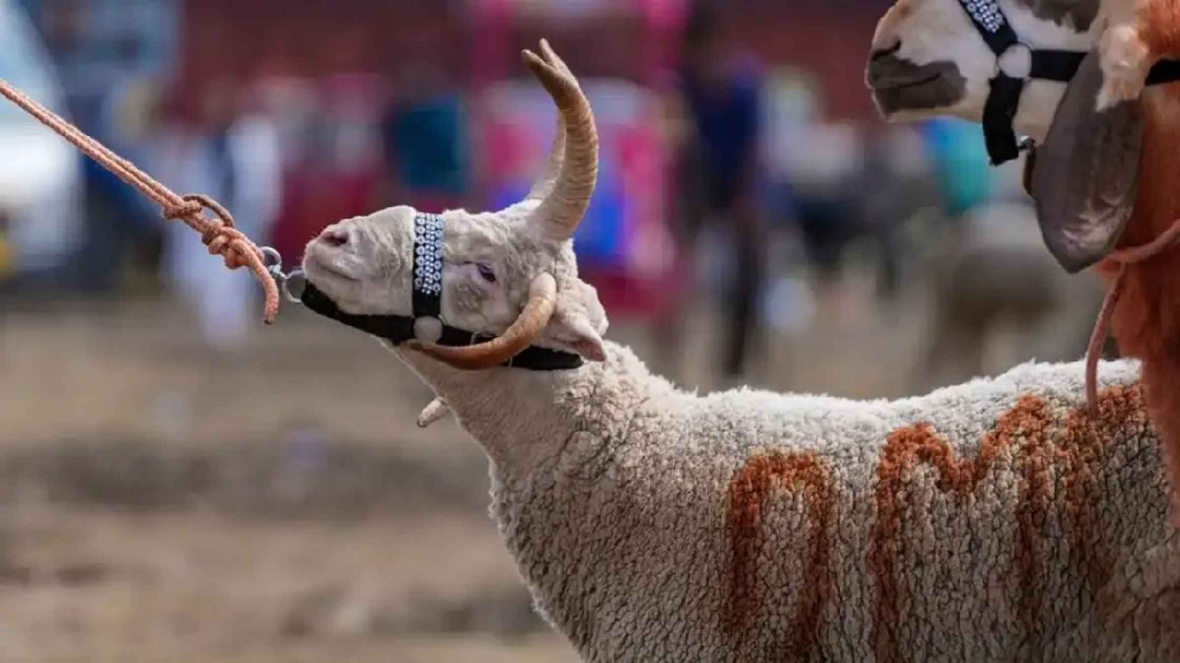 Bakrid 2026 Eid ul Azha