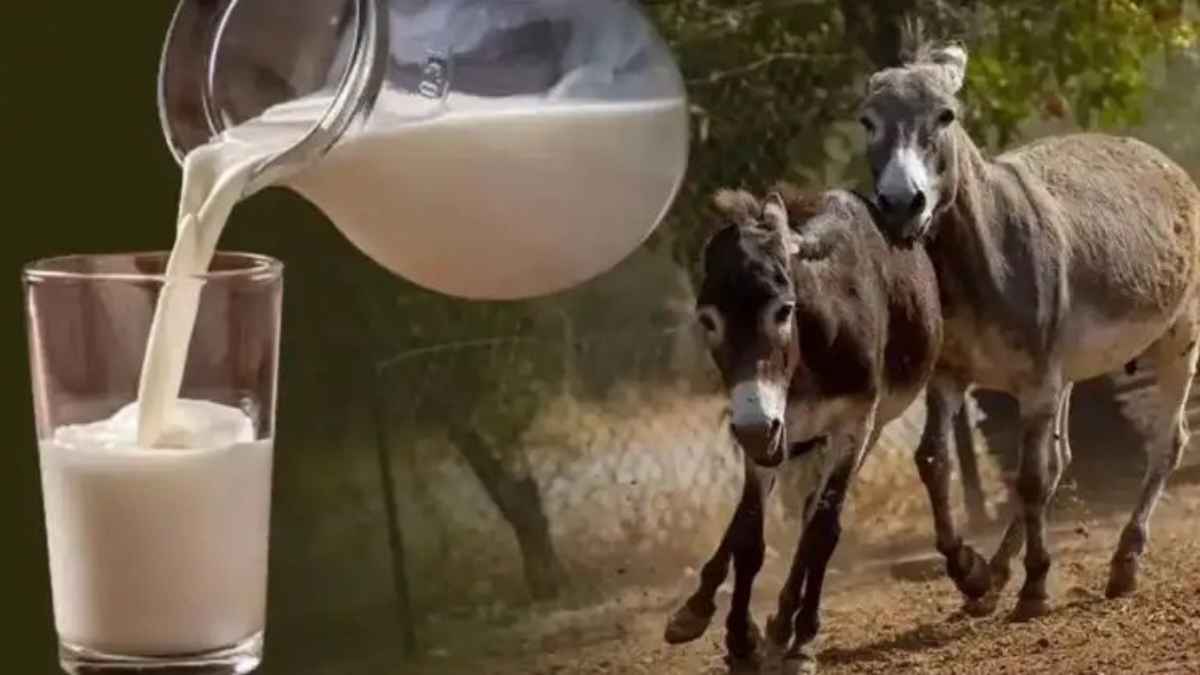 वर्ल्ड मिल्क डे स्पेशल: 7000 रुपये लीटर बिकने वाला यह दूध बना सकता है आपको करोड़पति DonkeyMilk