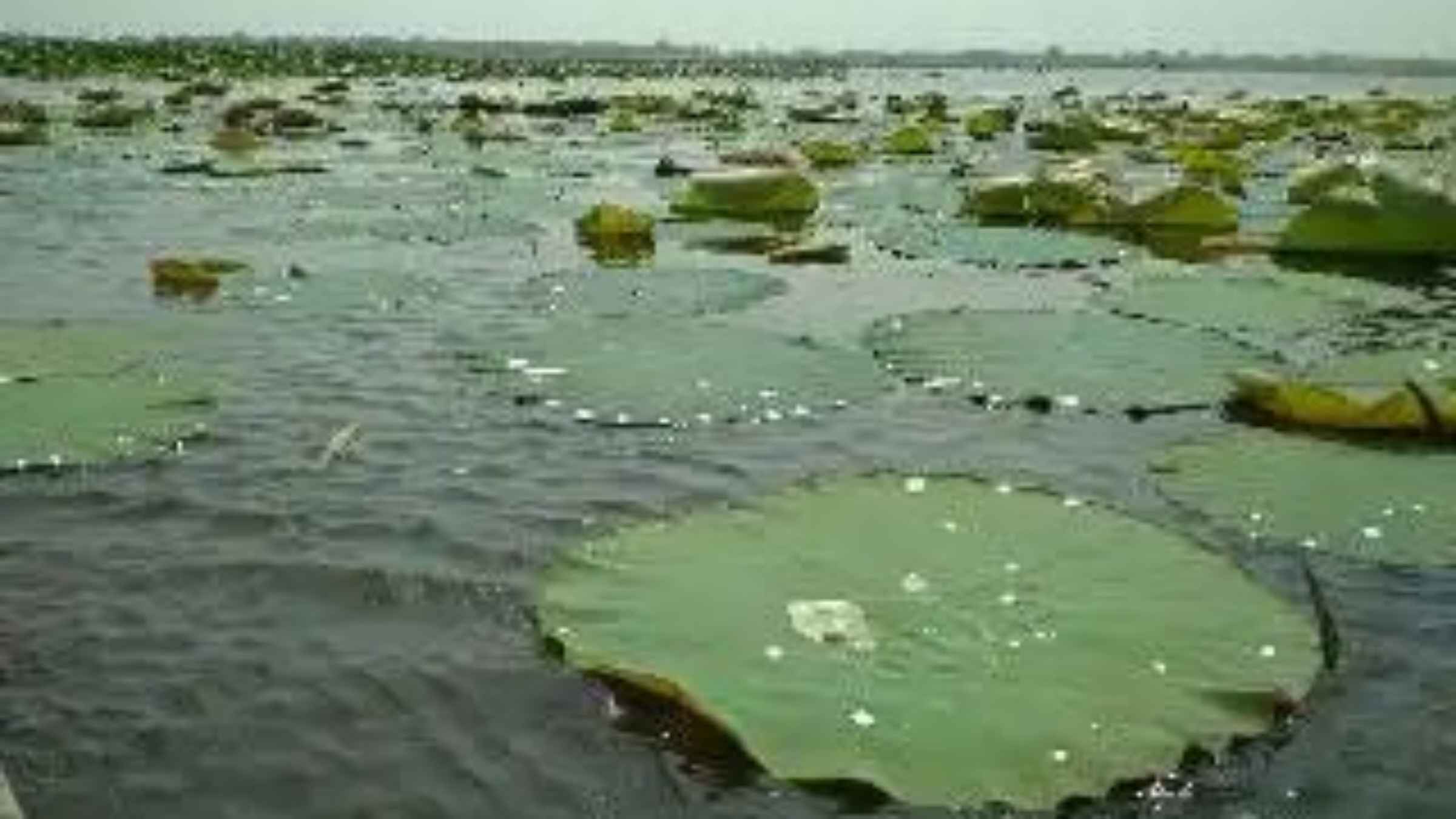 यूपी की इस ऐतिहासिक झील की बदलेगी सूरत, साइबेरियाई पक्षियों के ठिकाने को जैव विविधता पार्क बनाने की तैयारी शुरू Eco tourism benefits