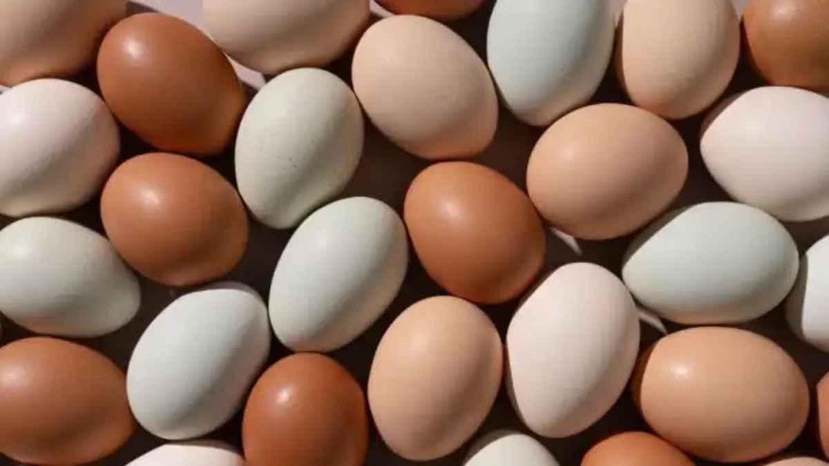 EggMytshVsFacts