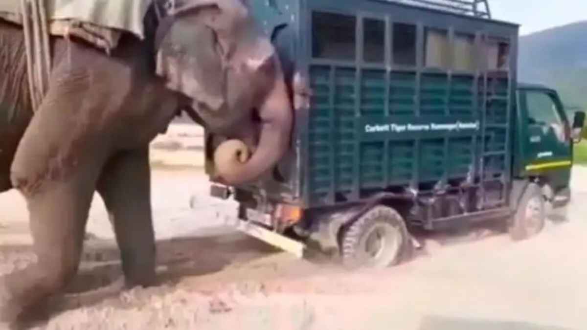 ElephantPower