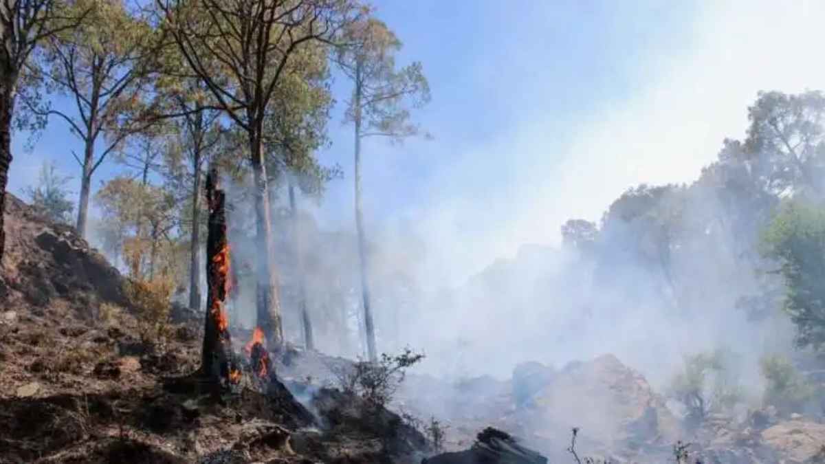 हिमाचल के जंगलों में आग का कहर, 3300 हेक्टेयर वन क्षेत्र राख, करोड़ों की संपदा पर संकट Fire In Himachal