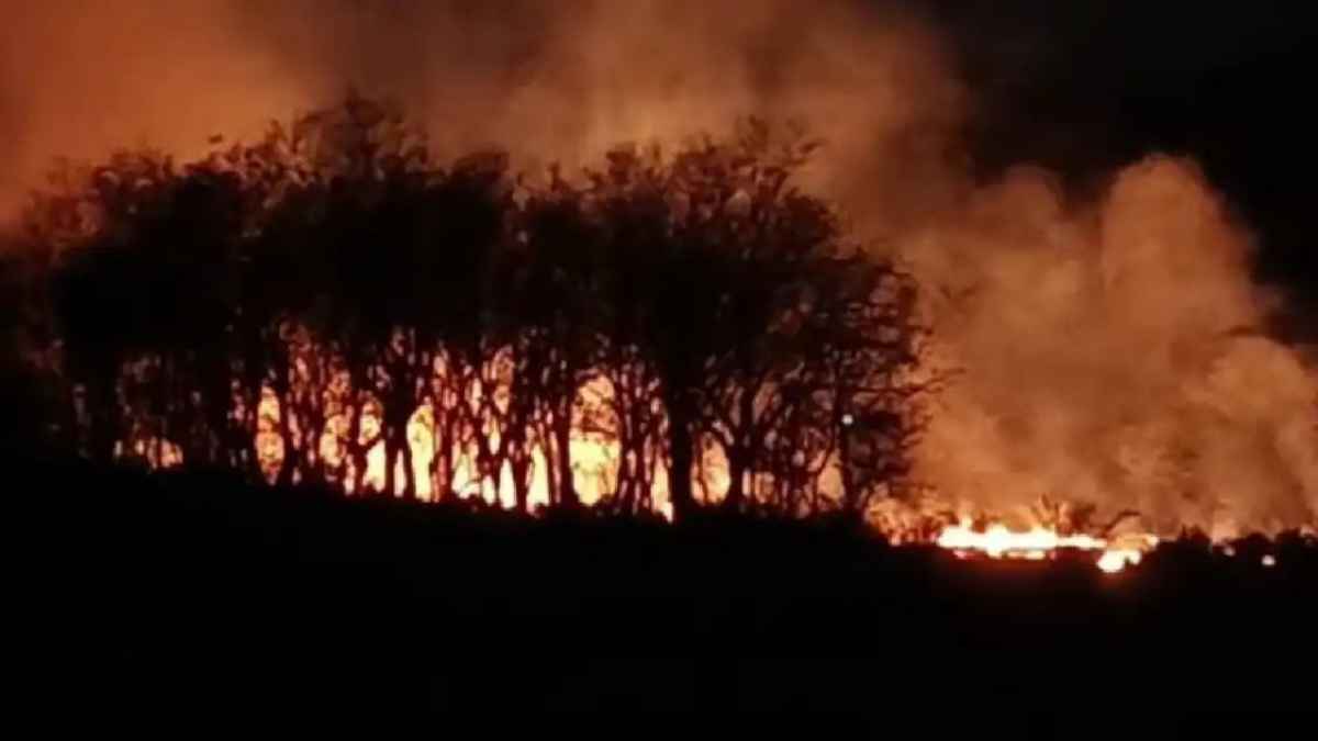 Himachal Forest Fire: धधक रहे हिमाचल के खूबसूरत जंगल, संकट में वन्यजीव और वन कर्मी, सरकार ने उठाया यह बड़ा कदम Forest Fire