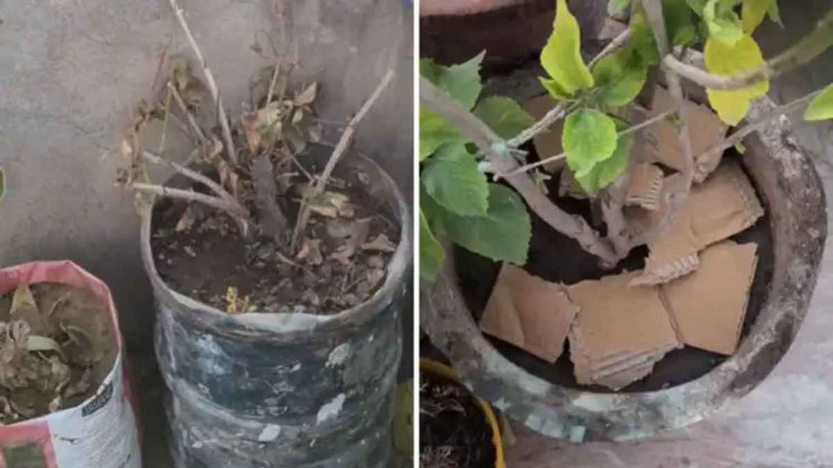 भीषण गर्मी में सूख रहे हैं आपके पौधे? इन 6 मुफ्त देसी जुगाड़ से आपका गार्डन फिर हो जाएगा हरा-भरा GardenHacks