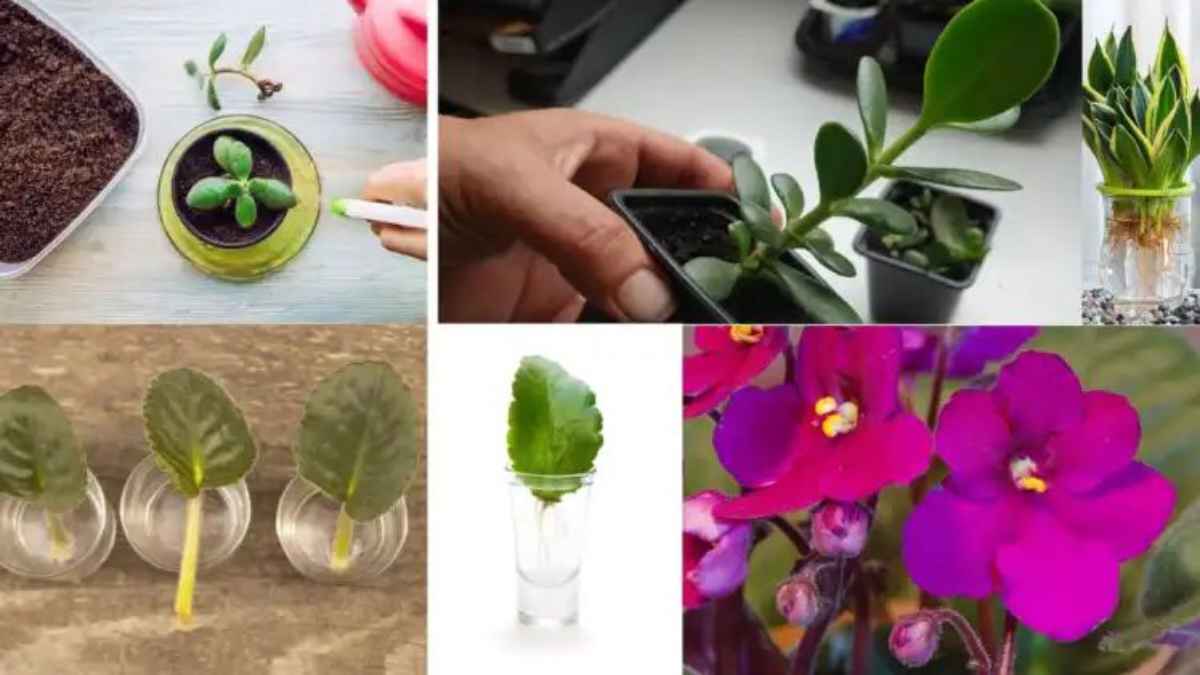 IndoorPlants