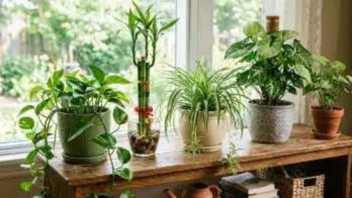 IndoorPlants