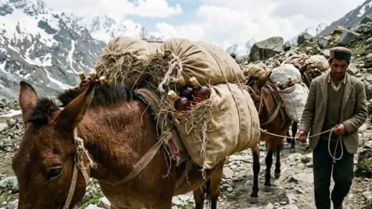 खच्चरों के चारे में छिपाकर ले जाई जा रही थी 494 बोतल शराब, केदारनाथ मार्ग पर तस्कर गिरफ्तार LiquorSmuggling