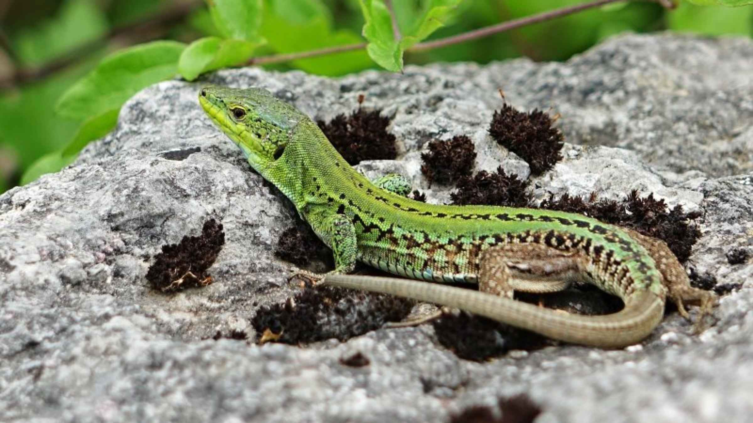 Lizard Omens Shakun Shastra Tips
