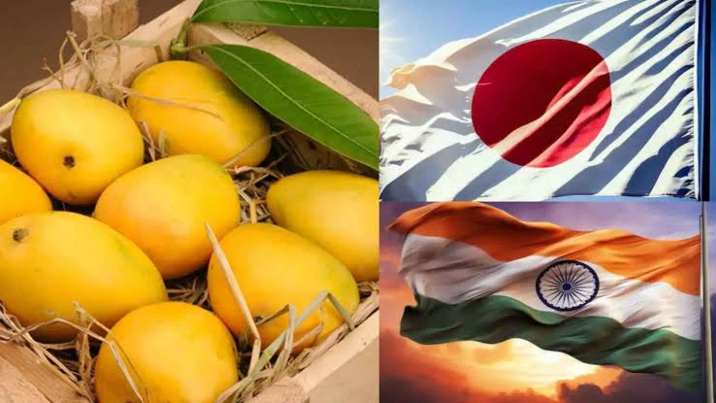 Mango Export India Japan Trade