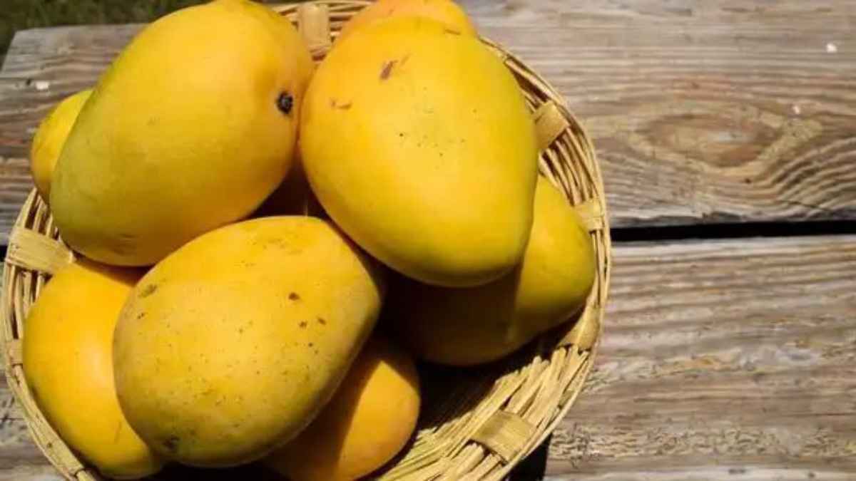 बाजार से एक साथ खरीद लाए हैं ढेर सारे आम? इन 8 आसान घरेलू तरीकों से हफ्तों तक रखें उन्हें बिल्कुल ताजा! MangoStorageTips