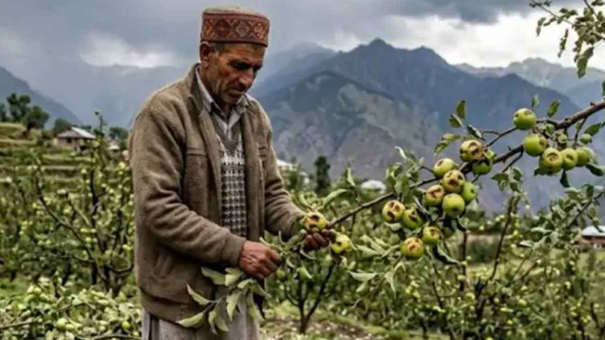 हिमाचल में कुदरत का कहर: सेब के बगीचे तबाह और करोड़ों का नुकसान, क्या अब बढ़ेंगे फलों के दाम? Natures fury in Himachal