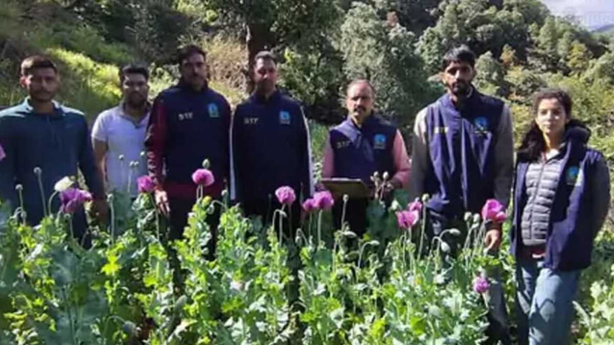 मंडी में अफीम की खेती का महा-भंडाफोड़: 4 बीघा जमीन पर लहलहा रहे थे 1.38 लाख पौधे, STF ने किया स्वाहा Opium cultivation in Mandi