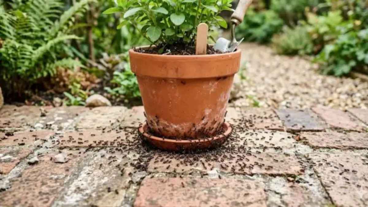 गमले में चीटियों और कीड़ों से परेशान हैं? अपनाएं ये 4 आसान घरेलू उपाय, पौधे रहेंगे सुरक्षित और लहलहाते PestControl
