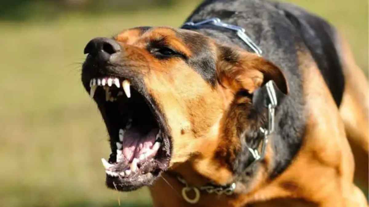 आखिर कुत्ता काटने के बाद ही क्यों लगती है रेबीज की वैक्सीन? एम्स के डॉक्टर ने बताया इसके पीछे का असली विज्ञान RabiesVaccine