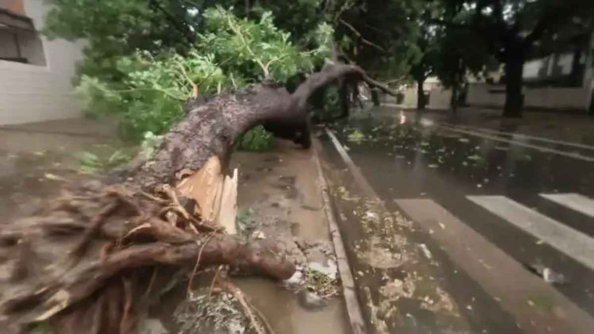 चंडीगढ़-ट्राईसिटी में कुदरत का कहर: भीषण आंधी और बारिश से सैकड़ों पेड़ धराशायी, बिजली-पानी गुल होने से मचा हाहाकार StormDamage