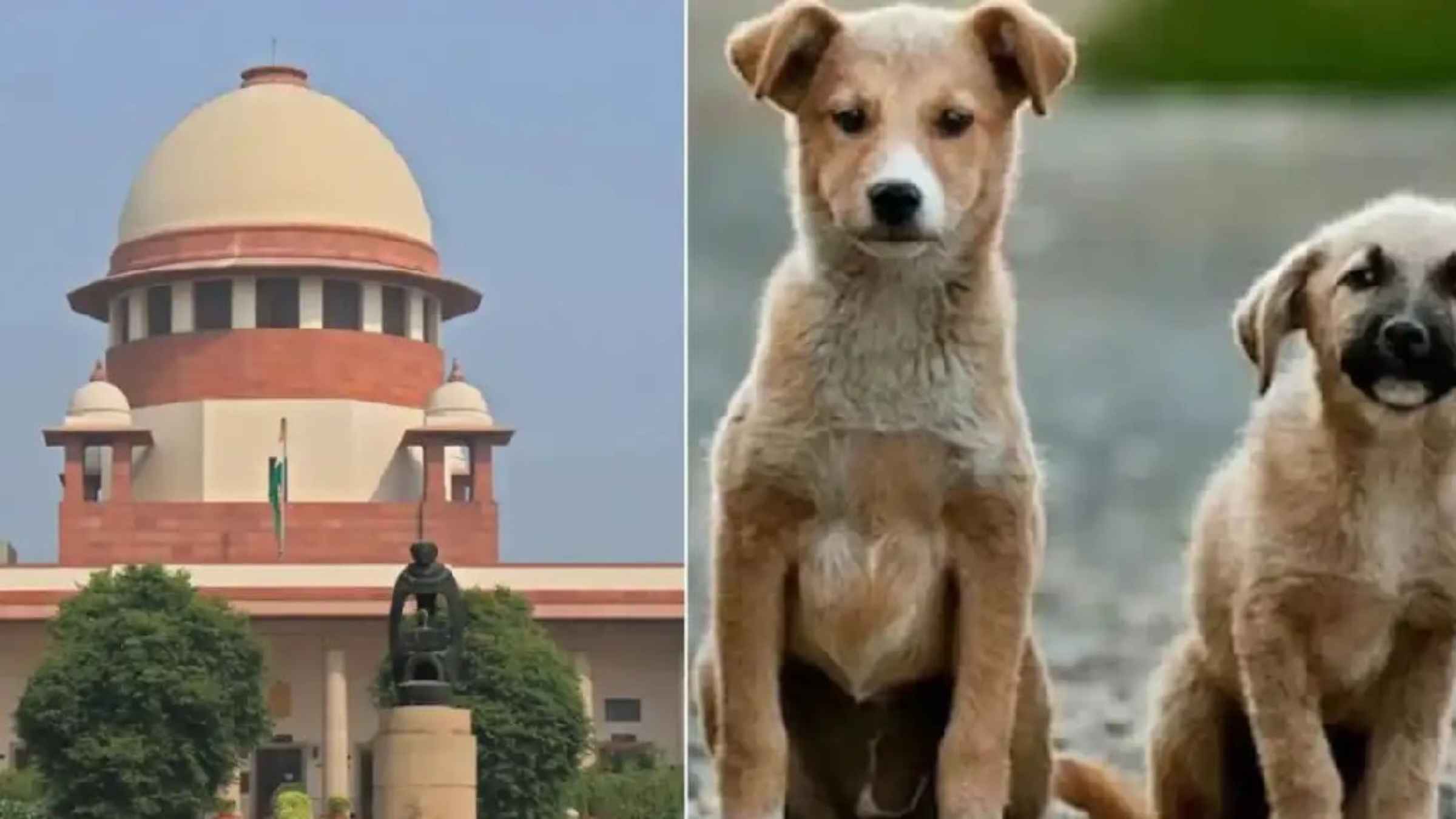 Supreme Court  Stray Dogs