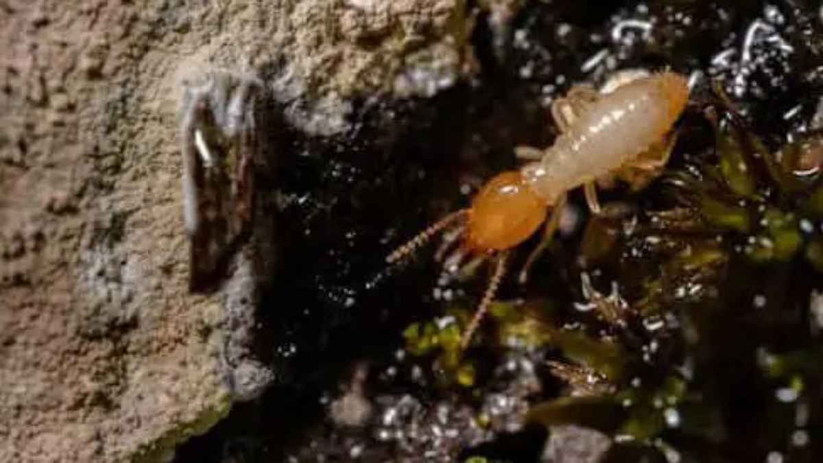 TermiteControl