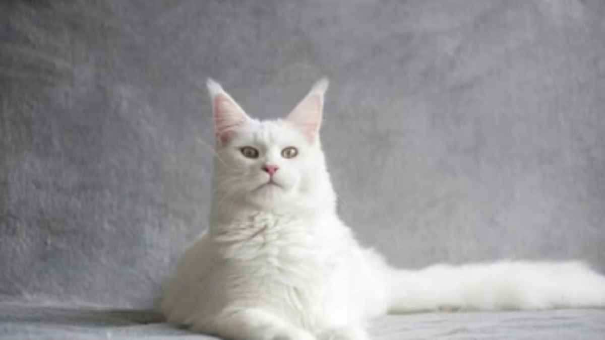 This cat can accurately predict death.