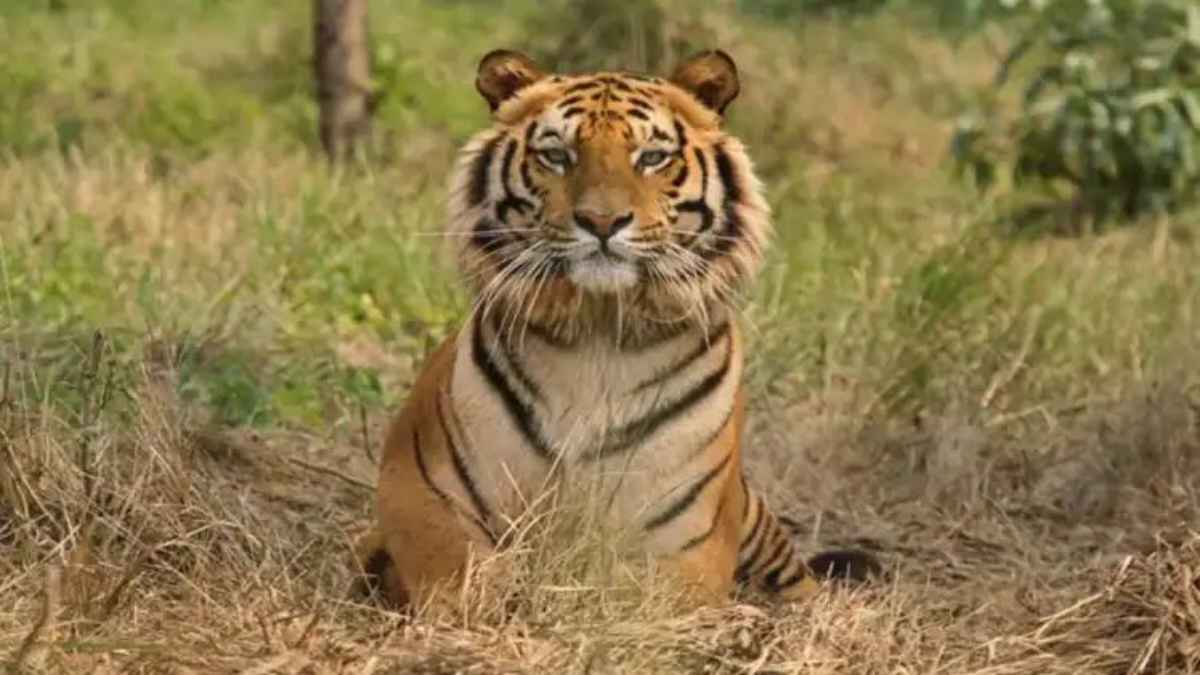बाघ का खौफनाक हमला: चंद्रपुर में तेंदू पत्ता तोड़ने गईं 4 महिलाओं की मौत, इलाके में मचा हड़कंप TigerAttack