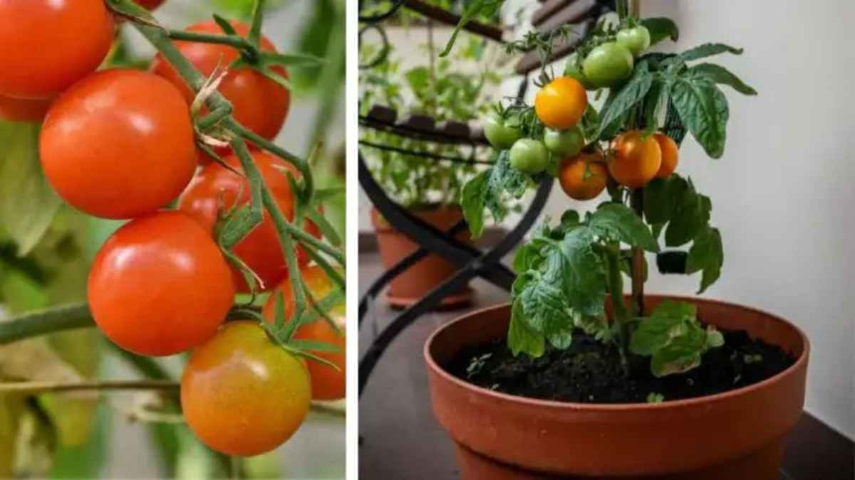 सूख रहे टमाटर के पौधे में फिर से आ जाएगी जान, बस जड़ में डालें घर पर बनी यह एक जादुई खाद TomatoPlantCare