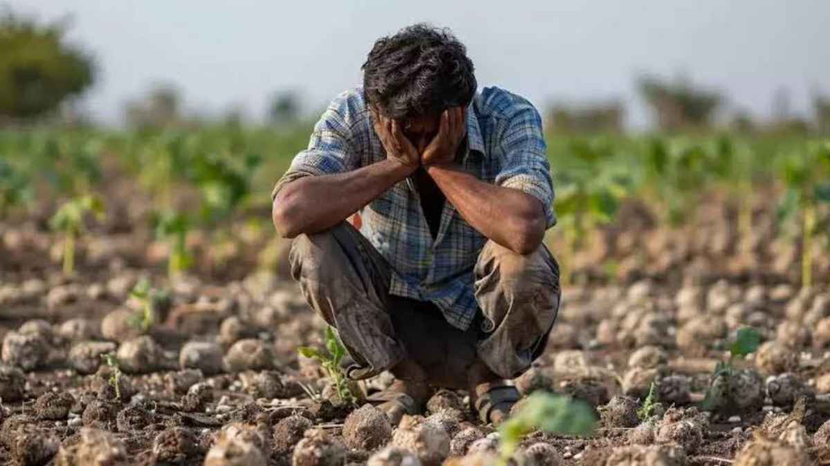 हमीरपुर के किसानों को बड़ा झटका, कृषि विभाग नहीं देगा धान-अदरक का बीज, बाजार के भरोसे बिजाई Troubled farmers