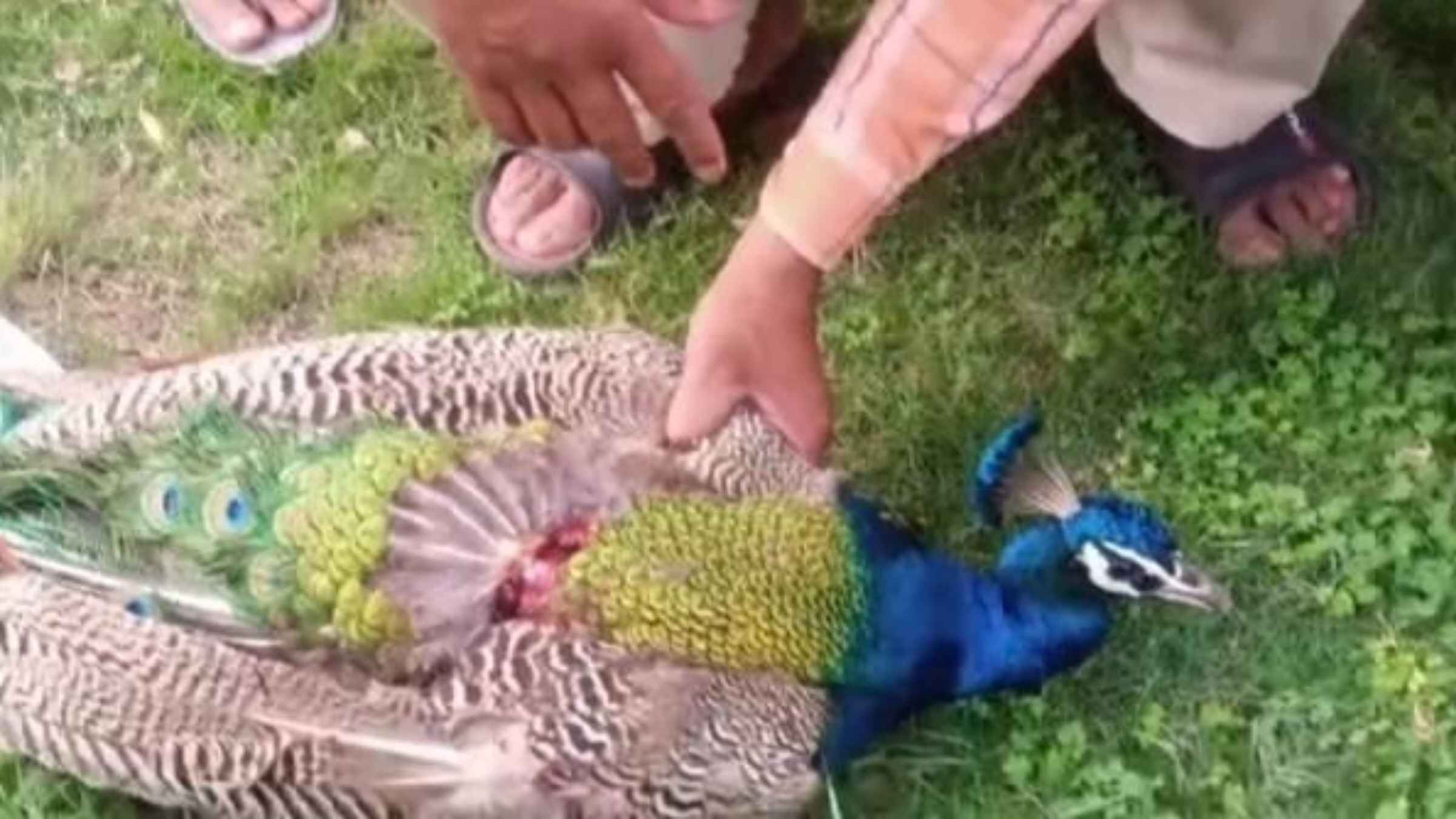 Viral Video Peacock Feather