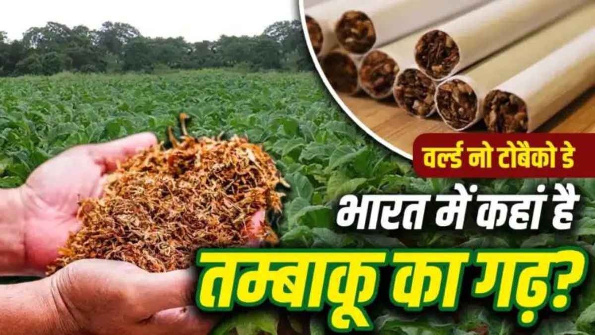 तम्बाकू से मालामाल हो रहे देश: 15 तरह के कैंसर का खतरा, फिर भी भारत के इस राज्य ने पैदावार में गाड़ा झंडा WorldNoTobaccoDay