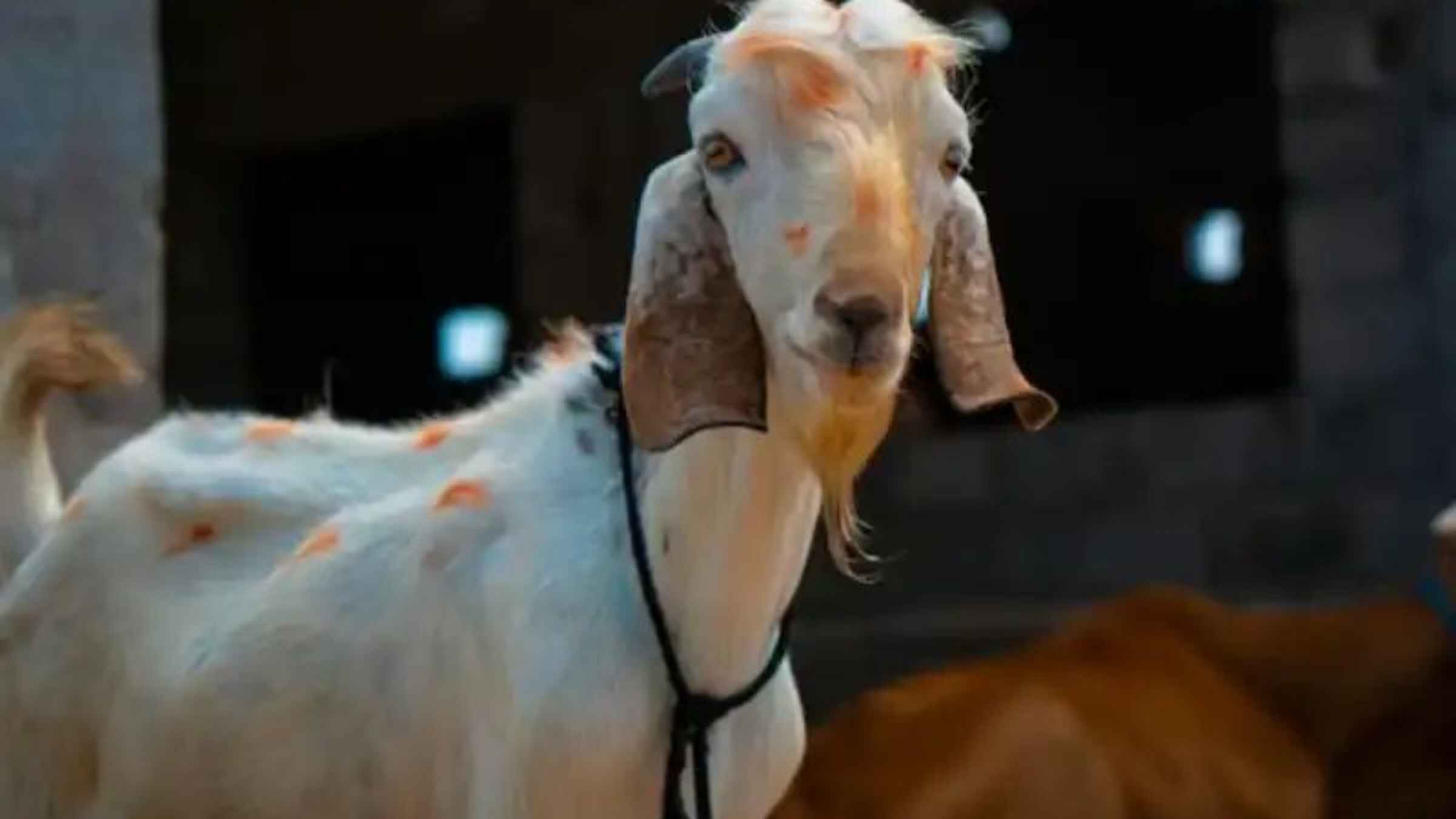 bakrid communal harmony