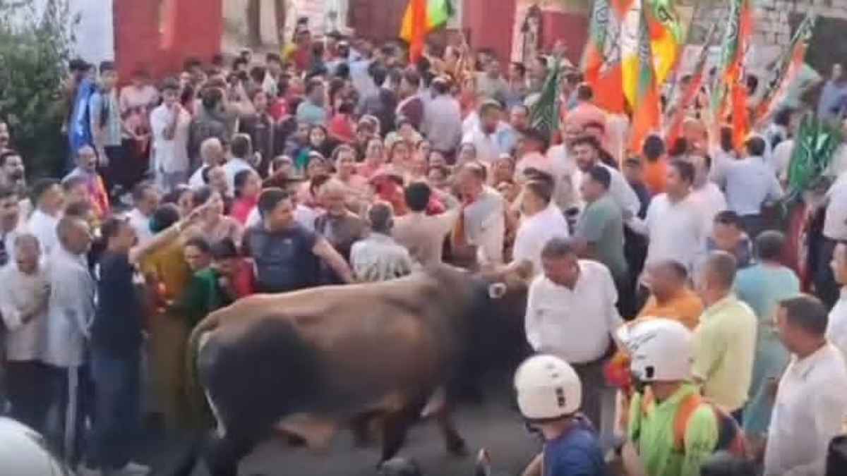 हिमाचल निकाय चुनाव में जीत का जश्न मना रहे लोगों पर आवारा सांड का जानलेवा हमला, मची भयंकर अफरा-तफरी bull attack