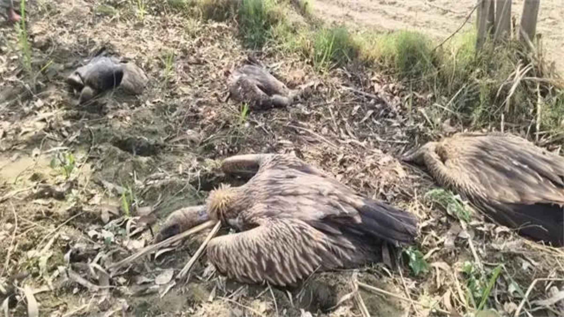 dudhwa national park lakhimpur kheri news