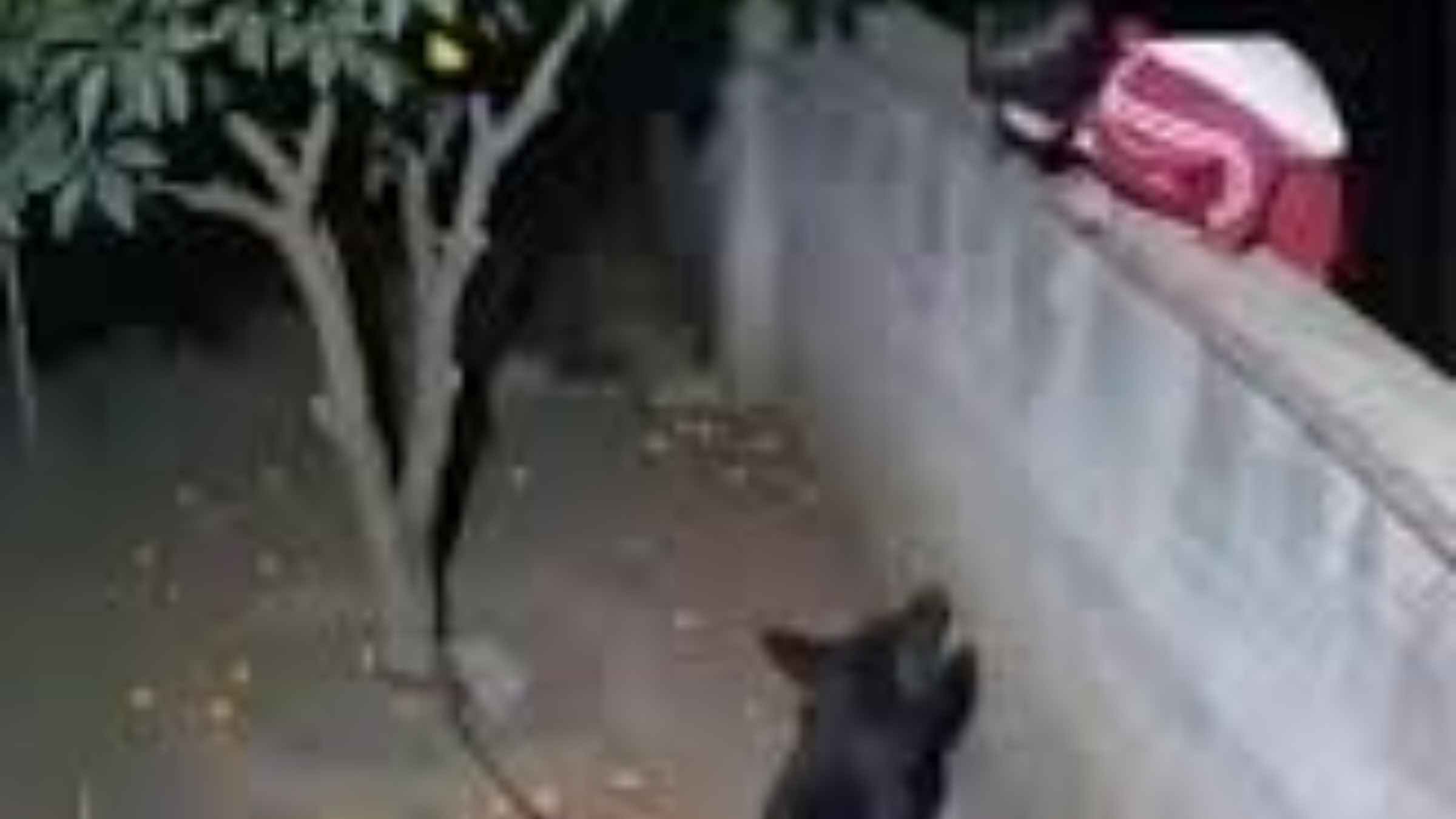 funny dog video funny viral video 